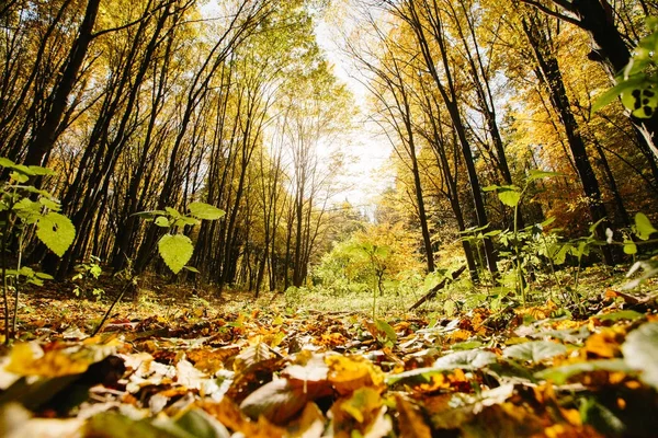 Árvores de outono na floresta com folhagem dourada e uma pista de pedestres — Fotografia de Stock