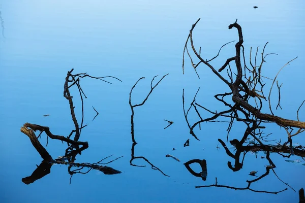 Image abstraite des arbres dans l'eau — Photo