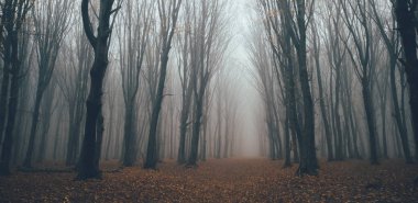 Orman sisli. Peri gibi ürkünç görünen orman, sisli bir günde. Korku ormanlarında ağaçlarla dolu soğuk bir sabah.