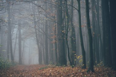 Orman sisli. Peri gibi ürkünç görünen orman, sisli bir günde. Korku ormanlarında ağaçlarla dolu soğuk bir sabah.