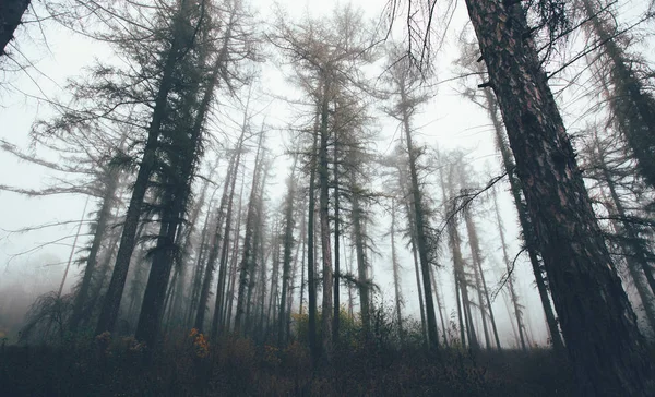 Bosque en niebla con niebla. Un bosque espeluznante de hadas en un día brumoso. Mañana de niebla fría en el bosque de terror con árboles —  Fotos de Stock