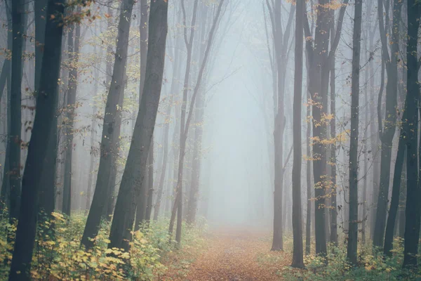 Bosque en niebla con niebla. Un bosque espeluznante de hadas en un día brumoso. Mañana de niebla fría en el bosque de terror con árboles — Foto de Stock