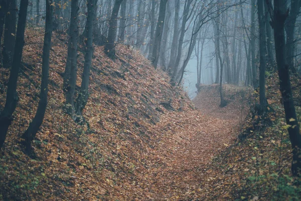 Las we mgle z mgłą. Bajkowy, straszny las w mglisty dzień. Zimny mglisty poranek w lesie horrorów z drzewami — Zdjęcie stockowe