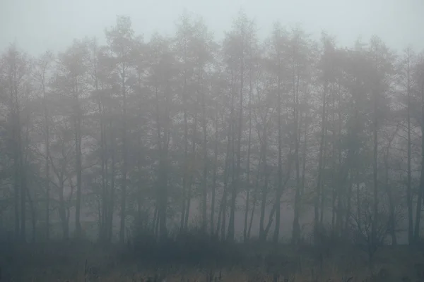 Bosque en niebla con niebla. Un bosque espeluznante de hadas en un día brumoso. Mañana de niebla fría en el bosque de terror con árboles — Foto de Stock