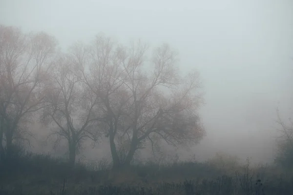 Floresta em nevoeiro com névoa. Fada assustador procurando bosques em um dia nebuloso. Manhã nebulosa fria na floresta de horror com árvores — Fotografia de Stock