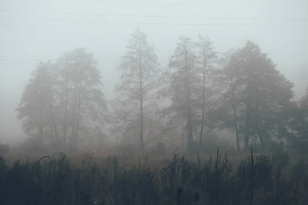 Les v mlze mlhou. Pohádkové strašidelné lesy v zamlženém dni. Studené mlhavé ráno v hororovém lese se stromy — Stock fotografie