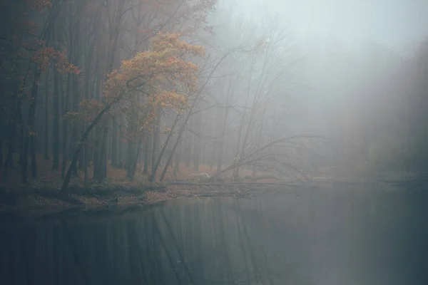 Floresta em nevoeiro com névoa. Fada assustador procurando bosques em um dia nebuloso. Manhã nebulosa fria na floresta de horror com árvores — Fotografia de Stock