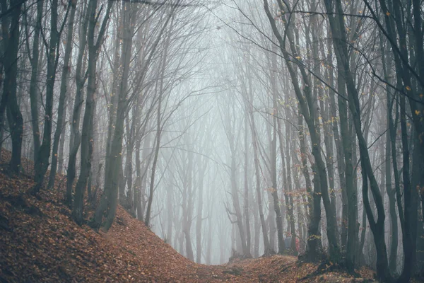 Forêt dans le brouillard avec brouillard. Fée effrayant regarder les bois dans une journée brumeuse. Froid matin brumeux dans la forêt d'horreur avec des arbres — Photo