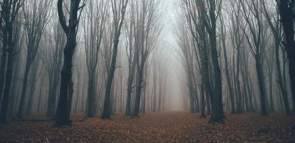 Foresta nella nebbia con nebbia. Fata spettrale cercando boschi in una giornata nebbiosa. Mattina nebbiosa fredda nella foresta dell'orrore con alberi — Foto Stock