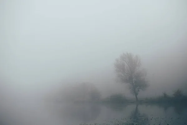 Floresta em nevoeiro com névoa. Fada assustador procurando bosques em um dia nebuloso. Manhã nebulosa fria na floresta de horror com árvores — Fotografia de Stock