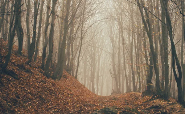 Orman sisli. Peri gibi ürkünç görünen orman, sisli bir günde. Korku ormanlarında ağaçlarla dolu soğuk bir sabah. — Stok fotoğraf