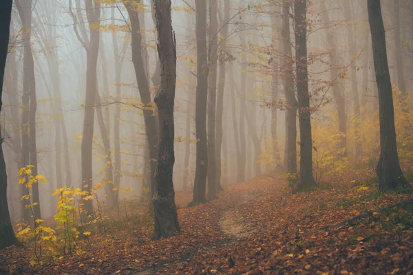 Forêt dans le brouillard avec brouillard. Fée effrayant regarder les bois dans une journée brumeuse. Froid matin brumeux dans la forêt d'horreur avec des arbres — Photo