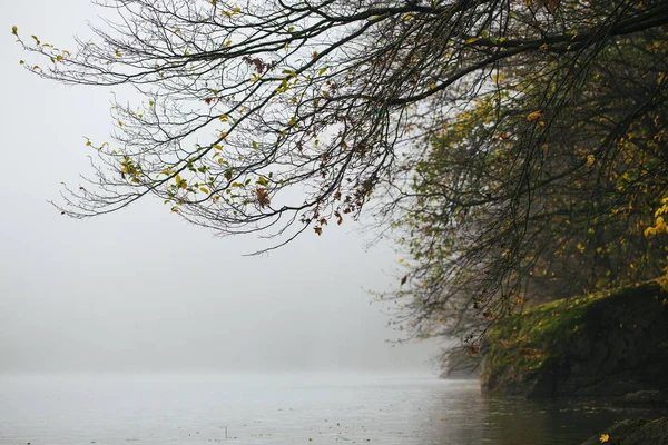 Bosque en niebla con niebla. Un bosque espeluznante de hadas en un día brumoso. Mañana de niebla fría en el bosque de terror con árboles — Foto de Stock