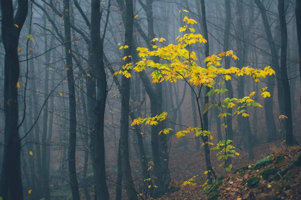 霧の霧の中で森。妖精の不気味な霧の日に森を探している。森の中の冷たい霧の朝と木 — ストック写真