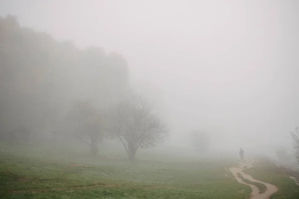 Bosque en niebla con niebla. Un bosque espeluznante de hadas en un día brumoso. Mañana de niebla fría en el bosque de terror con árboles — Foto de Stock