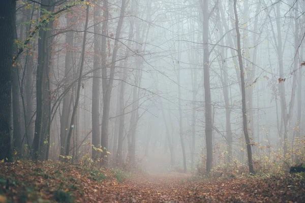 Wald im Nebel mit Nebel. Gruselig anmutende Märchenwälder an einem nebligen Tag. Kalter nebliger Morgen im Horrorwald mit Bäumen — Stockfoto