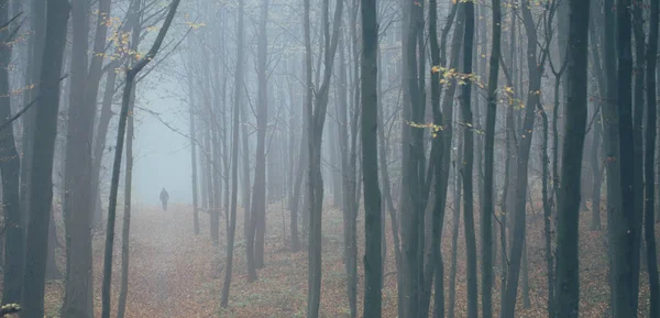 Man in tall forest in fog or mist. Dark spooky forest with man wondering in the nature with tourist bag