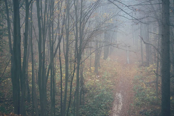 Forêt dans le brouillard avec brouillard. Fée effrayant regarder les bois dans une journée brumeuse. Froid matin brumeux dans la forêt d'horreur avec des arbres — Photo