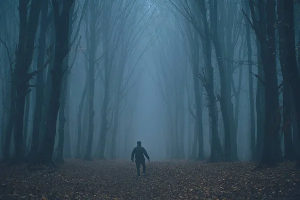 Uomo Perso Una Foresta Nebbiosa Spettrale Tra Alberi Alti — Foto Stock