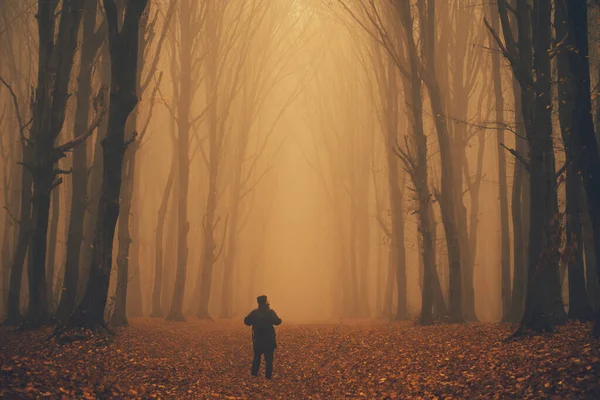 Man got lost in a spooky foggy forest among tall trees