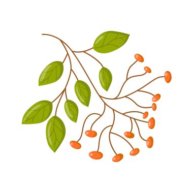 Vektör çizgi film izole ayurveda ot