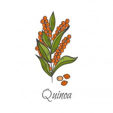 Vektör karikatür el çekilmiş quinoa simgesi