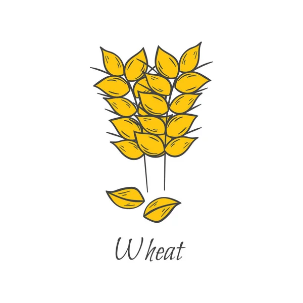Вектор мультфільм рука намальована насіння пшениці — стоковий вектор