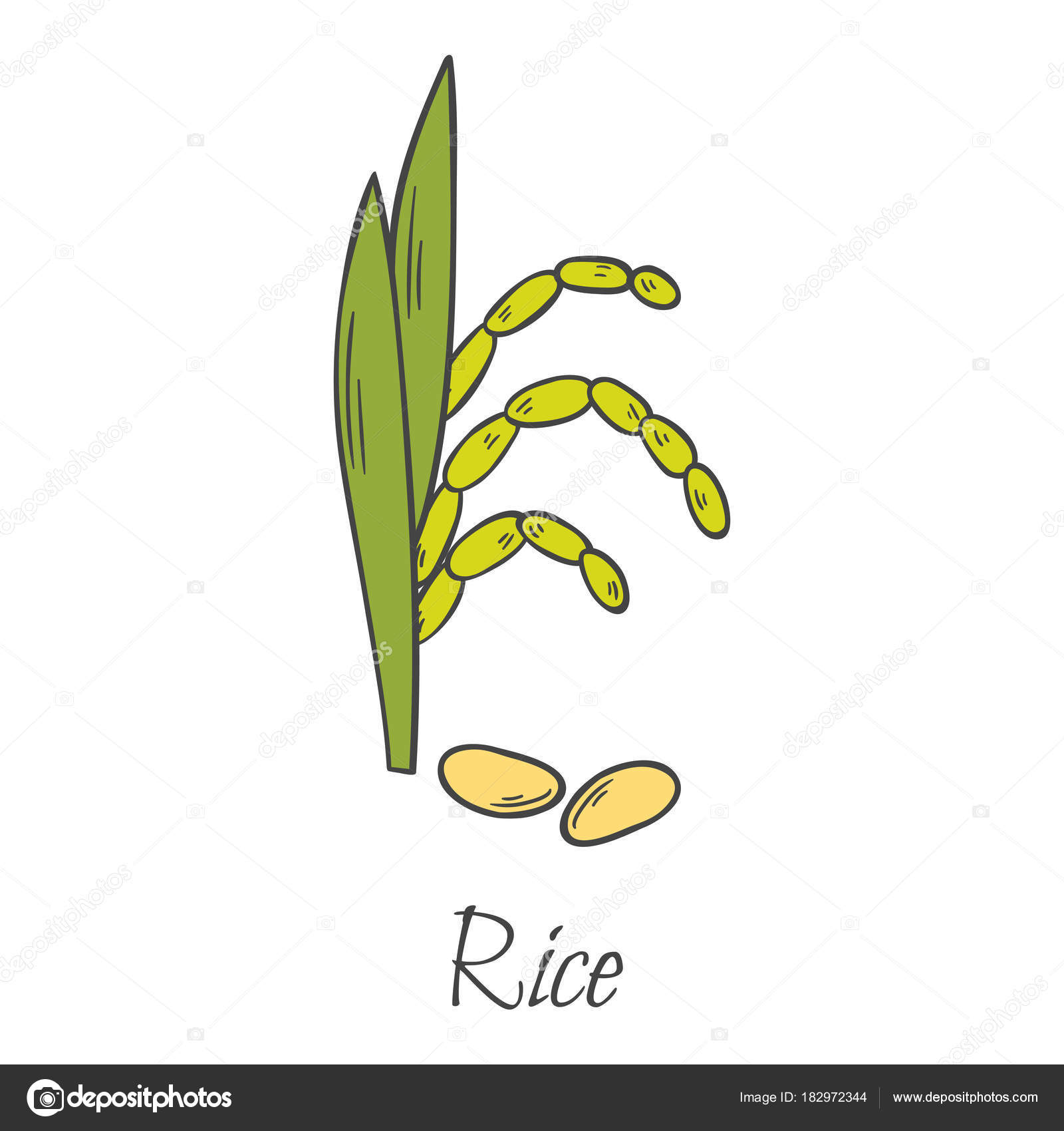 Cartoon Rice Plant Vector Cartoon Hand Drawn Rice Harvesting Stock Vector C Petitelili 182972344
