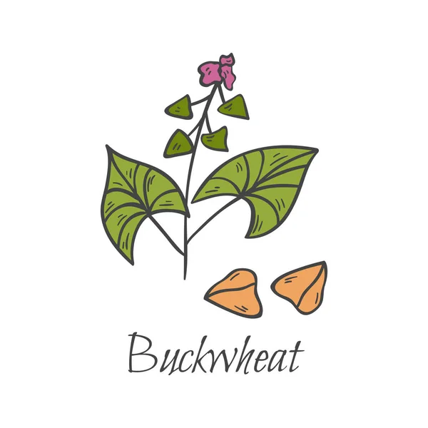 Vektor kartun tangan digambar ikon buckwheat - Stok Vektor
