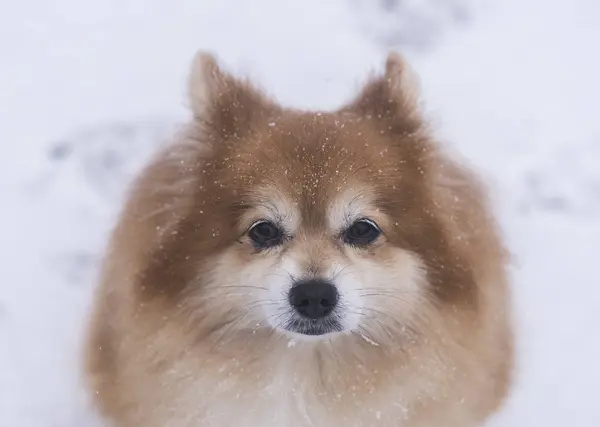 Karda bir köpek