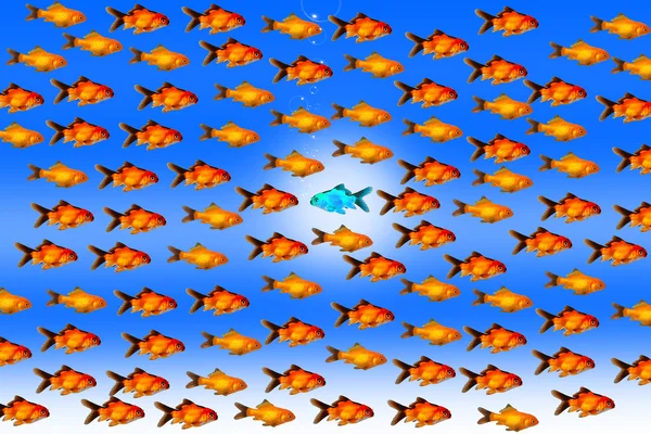 be different concept with fish