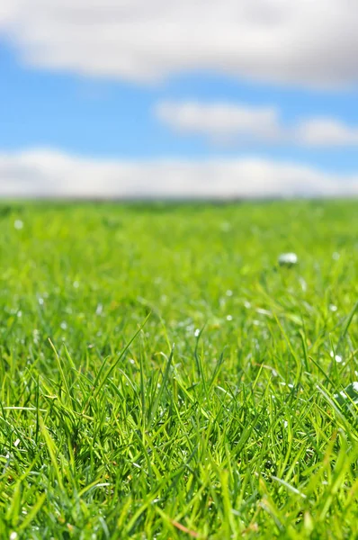 Blauwe hemel met witte wolken en groen gras achtergrond op een zomerdag — Stockfoto