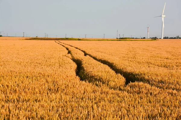 Zlaté pšeničné pole před sklizní během letního dne — Stock fotografie