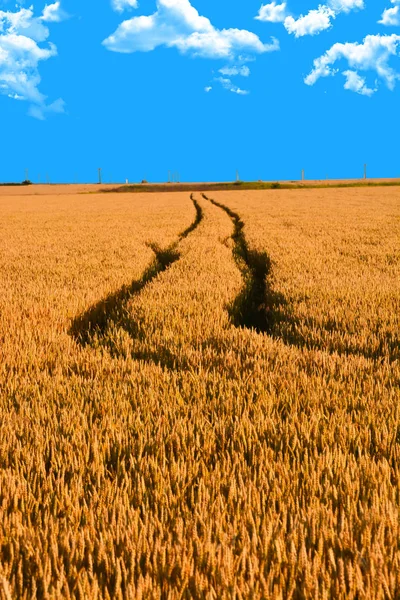 Gyllene vetefält innan skörd under en sommardag — Stockfoto