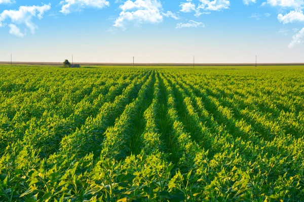 Пейзаж красочных сельскохозяйственных полей с зелеными рядами растений — стоковое фото