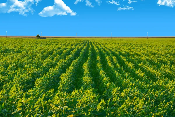 Paisaje de colorido campo agrícola con filas de plantas verdes —  Fotos de Stock