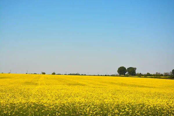 Cielo azul con nubes blancas y plantas amarillas sobre un fondo de campo en un día de verano — Foto de Stock