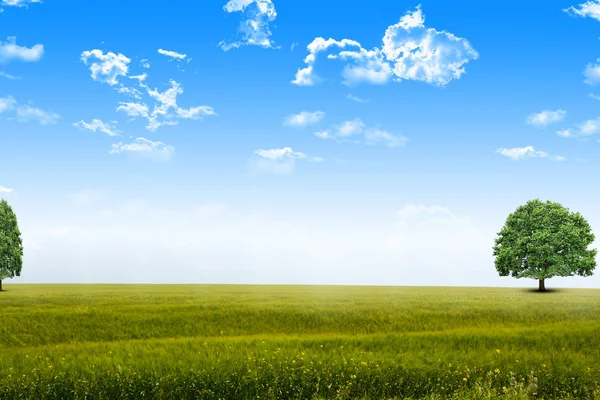 Blue sky with white clouds and green grass background on a summer day Royalty Free Stock Images