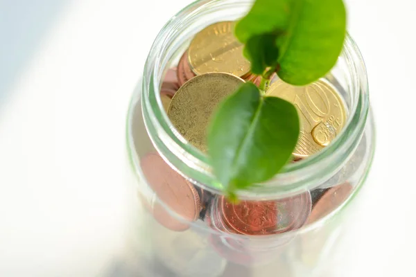 金コインの jar 内部成長の葉で緑色植物 — ストック写真