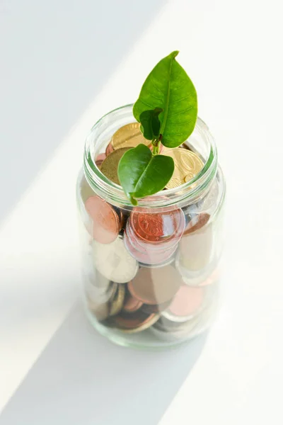 Zielona roślina z liści rosnących wewnątrz słoik pełen monet pieniędzy — Zdjęcie stockowe