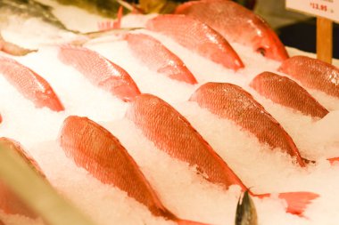 Piyasada kırmızı tropikal balık