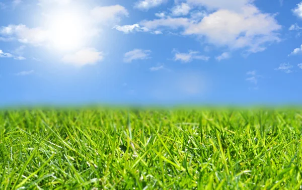 Fondo de hierba verde fresca con cielo azul — Foto de Stock