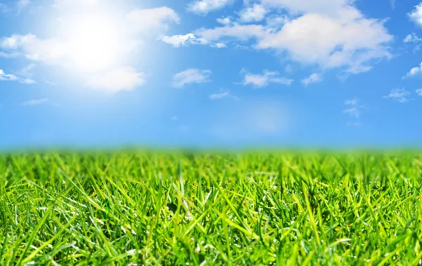 Frisches grünes Gras Hintergrund mit blauem Himmel — Stockfoto