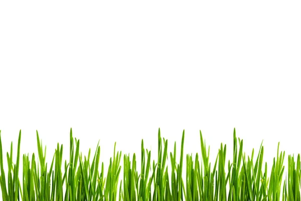 Hojas de hierba verde como marco sobre fondo blanco —  Fotos de Stock