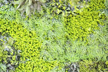 yeşil çimen dokusu arkaplanı