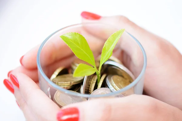 Az érmék, ami arra utal, sikeres befektetési megtakarítási zöld növény — Stock Fotó