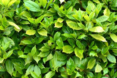 Taze yeşil arka plan olarak yaz saati yakın yaprakları