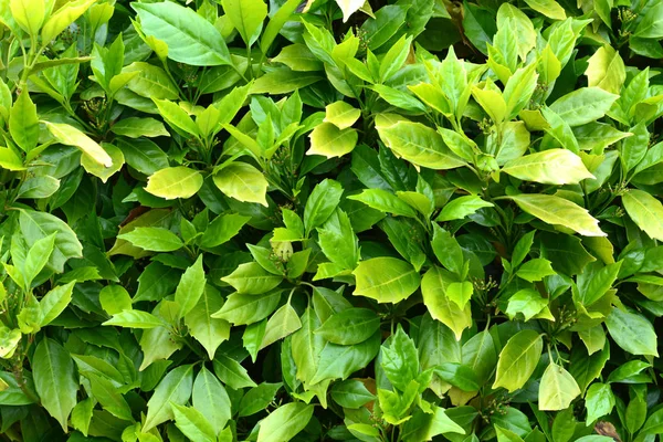 Taze yeşil arka plan olarak yaz saati yakın yaprakları