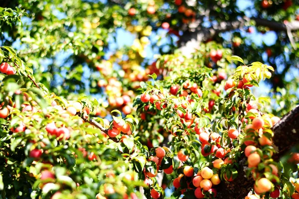 夏天在树上新鲜的米拉贝尔李子 — 图库照片