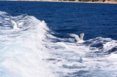 Denizde yelken bir sürat teknesi arkasında Deniz manzara